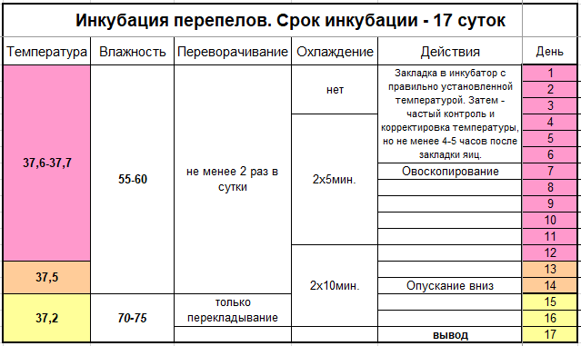 Таблица перепелиной инкубация. Температура выведения перепелов в инкубаторе. Инкубация перепелиных яиц в инкубаторе. Режим инкубации перепелиных яиц таблица. Таблица инкубации перепелиных яиц.