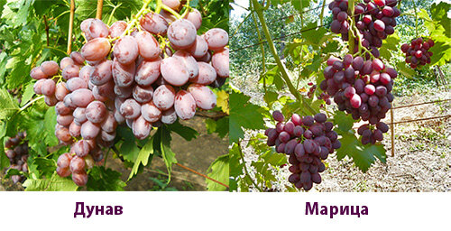 Виноград Могучий: описание и характеристики сорта, особенности ухода и выращивания, фото, отзывы