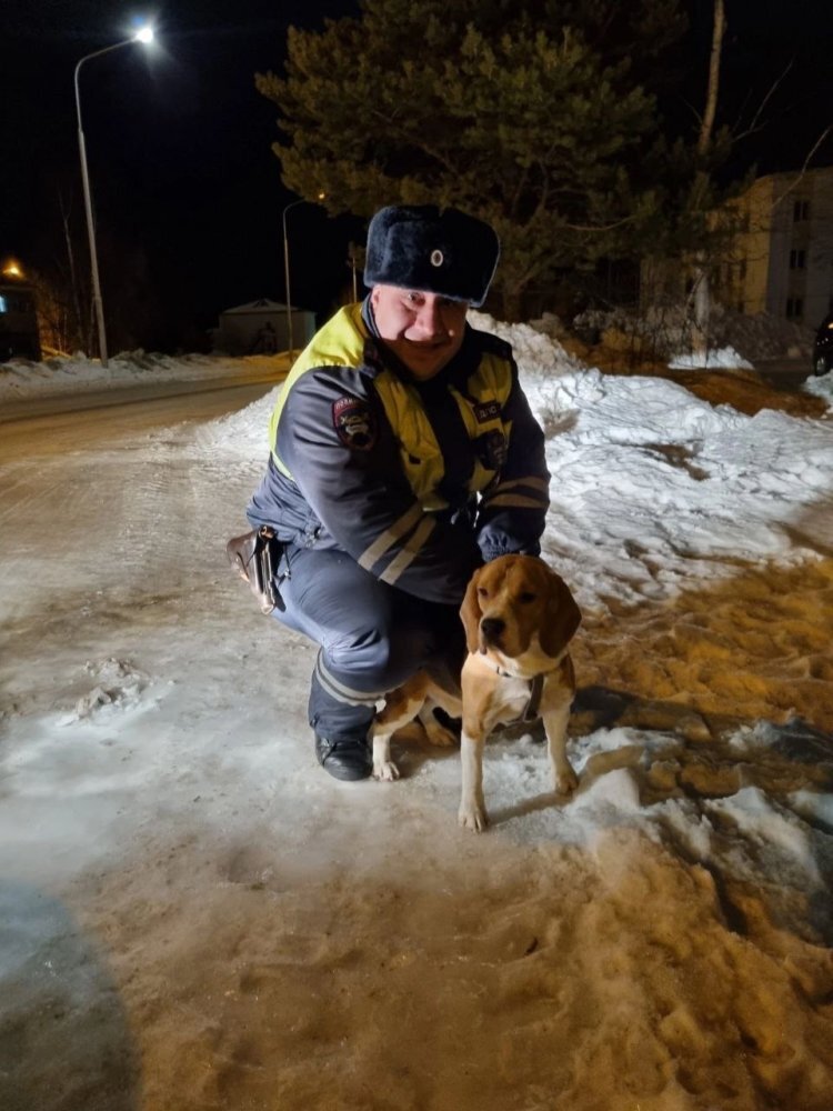    В Югре госавтоинспекторы помогли хозяину найти потерявшуюся собаку