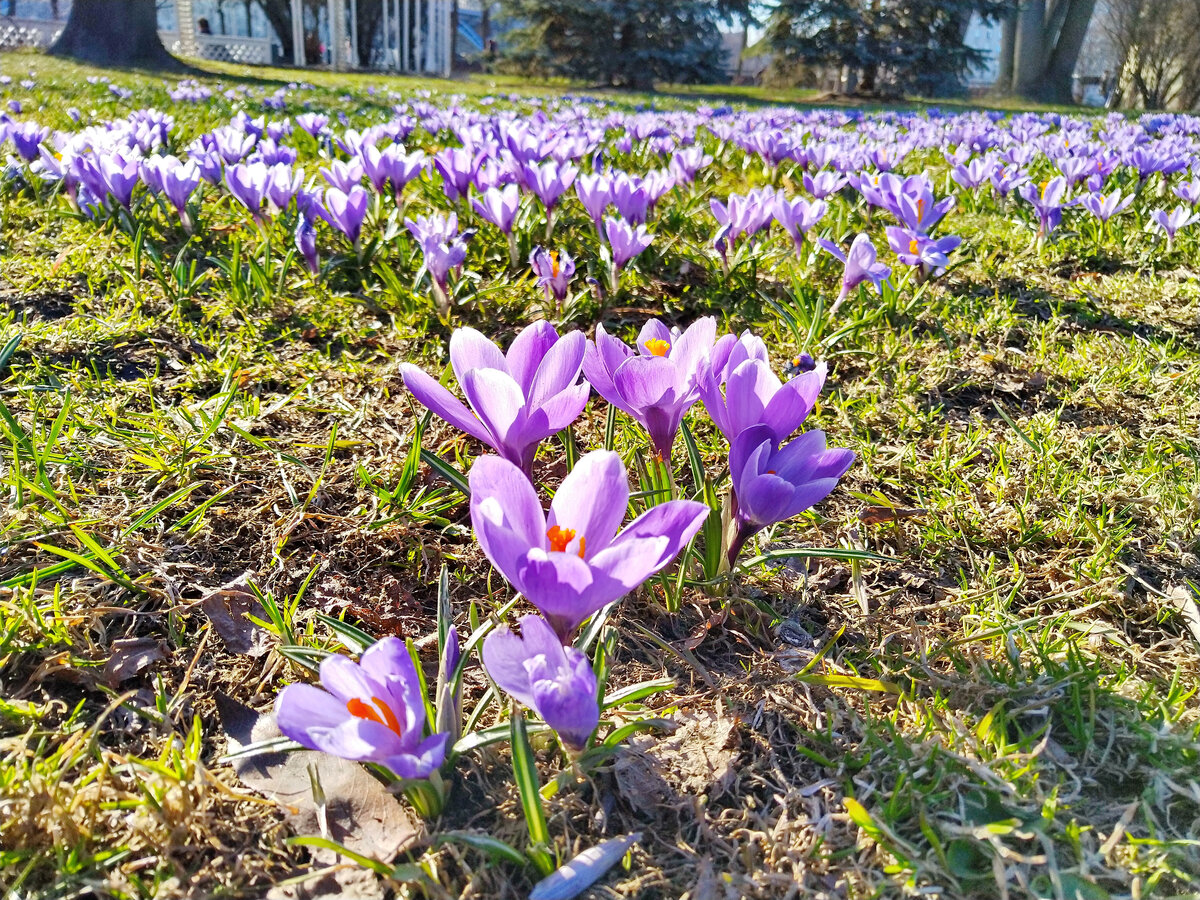 Крокусы в Москве в парке Горького