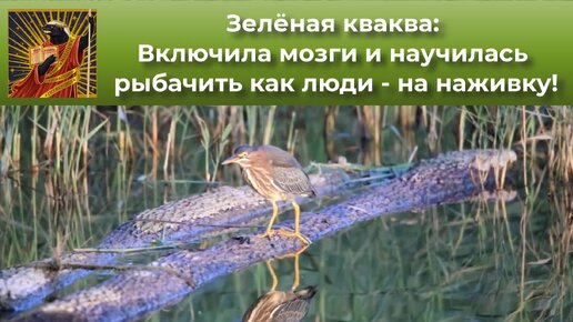 Зелёная кваква: Включила мозги и научилась рыбачить как люди — на наживку! | Видео 🎥