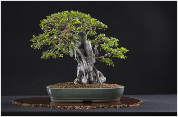 Источник: https://www.bonsai-nbf.org/blog-archive/tag/Dr.+Yee-sun+Wu