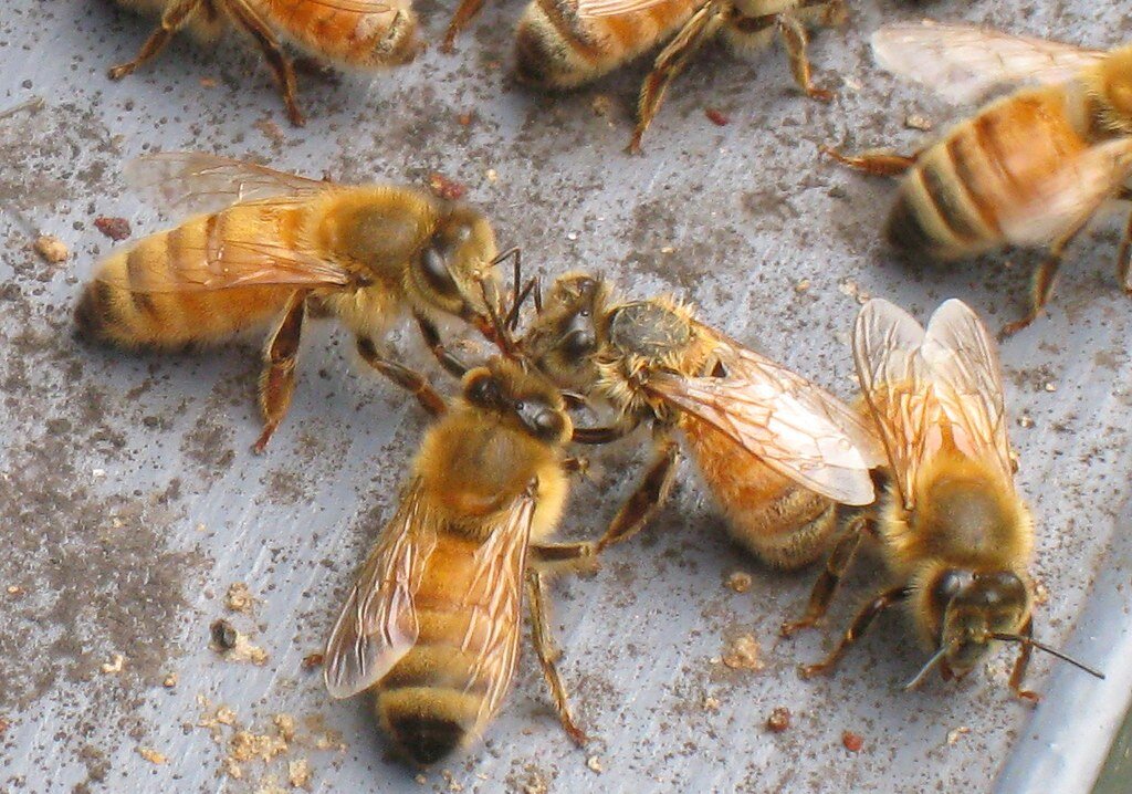 фотография взята из открытого доступа сети интернет / Фото Jordan Schwartz ( Flickr.com)