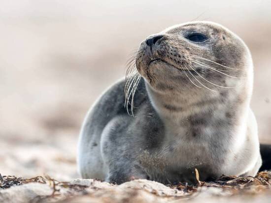     Атомная электростанция приняла участие в помощи тюлененку. Фото: shutterstock.com