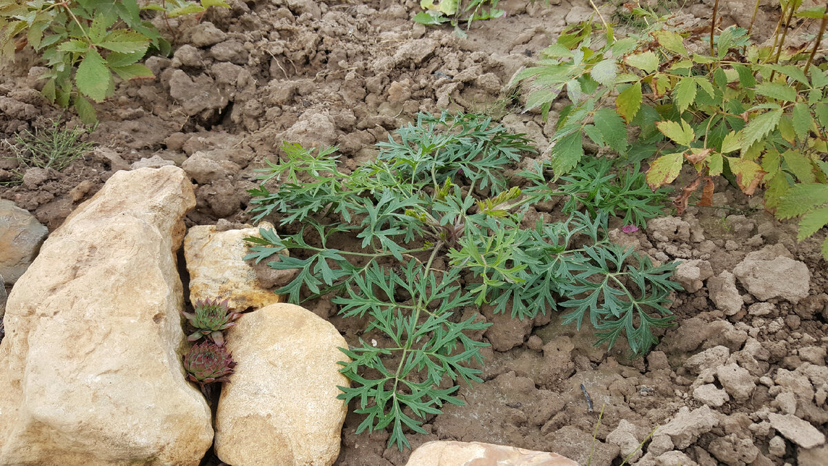 Еще не цветущий, но активно нарастающий кустик, сентябрь 2022 года