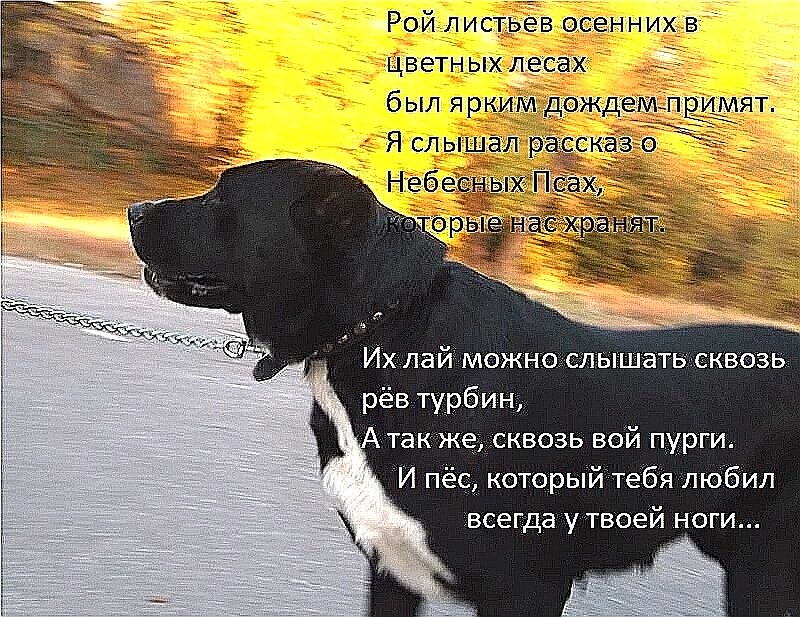 Алдаяр Алабай Перри ( Джейхун) 