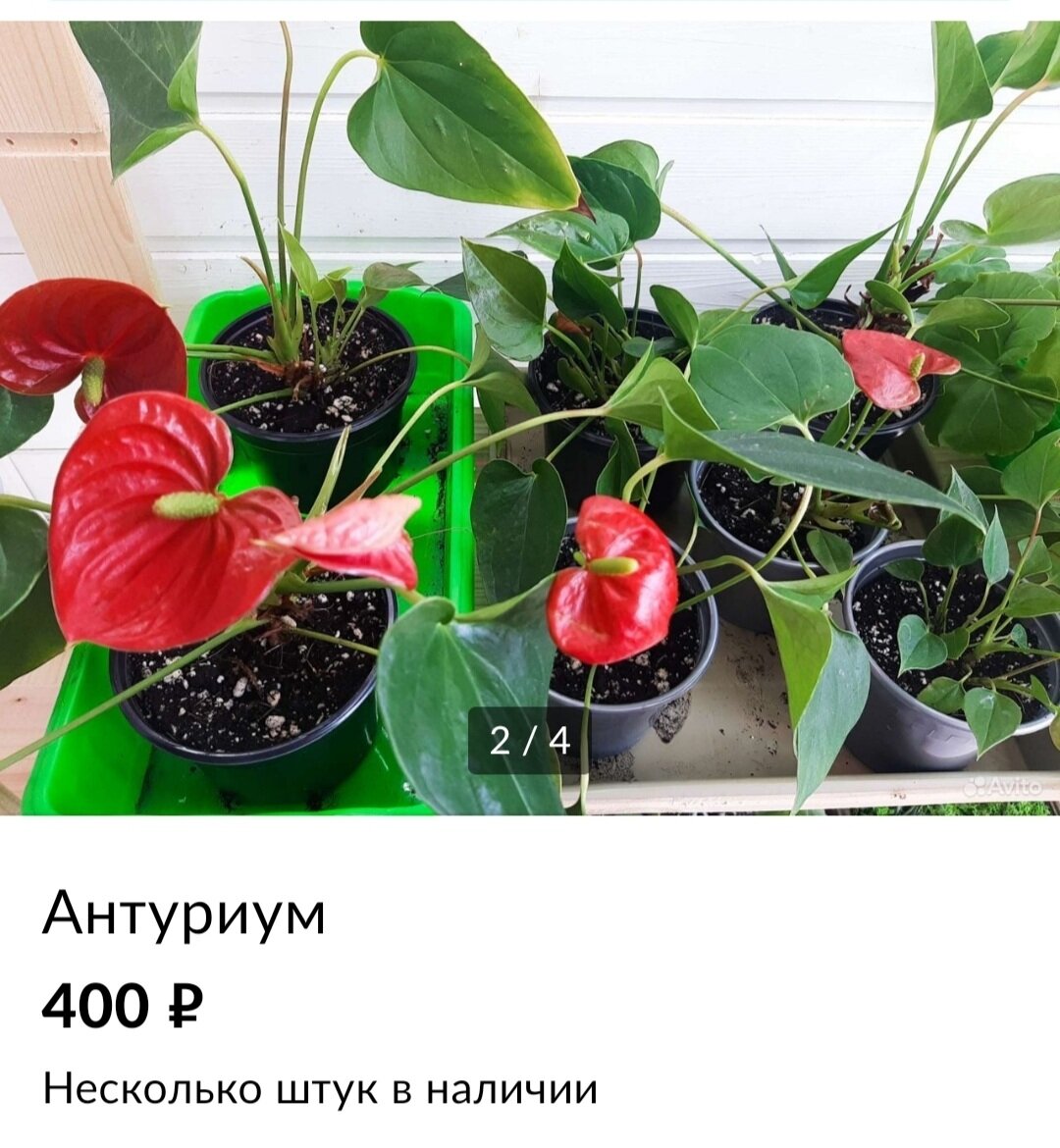 Антуриум в интерьере квартиры