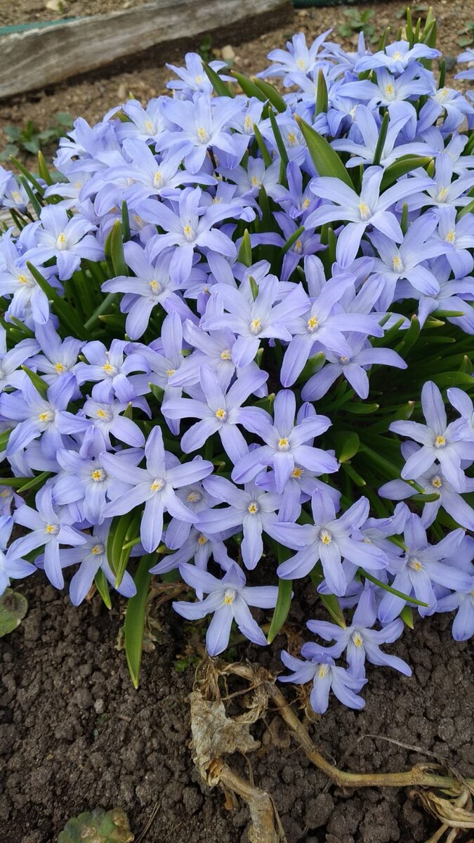 Неправда ли красивое растение?