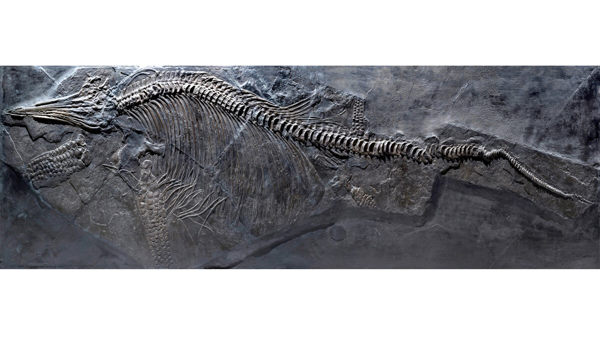 Форпост Северо-Запад / Полный скелет ихтиозавра в сланце, приобретён у фирмы Кранца в 1848 году
