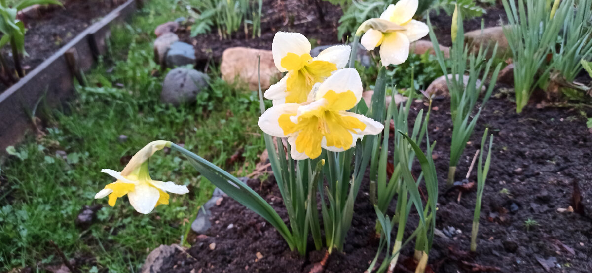 На даче начинается красота. Первые нарциссы