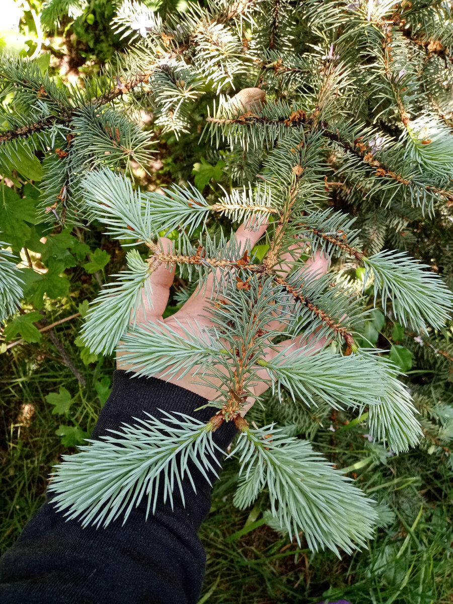 Подрезка ели. Обрезка ели. Обрезка голубой ели. Виды стрижки ели. Можно ли обрезать голубую ель.