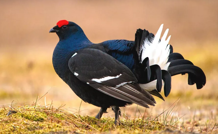 Фото из интернета. Не сохранилось  фотоматериалов о нашем Терентии