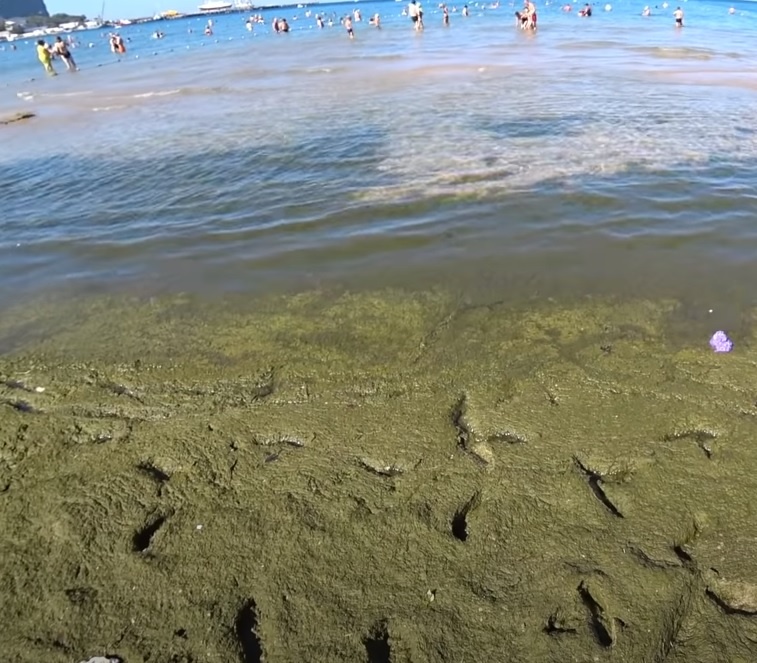 Водоросли в Анапе