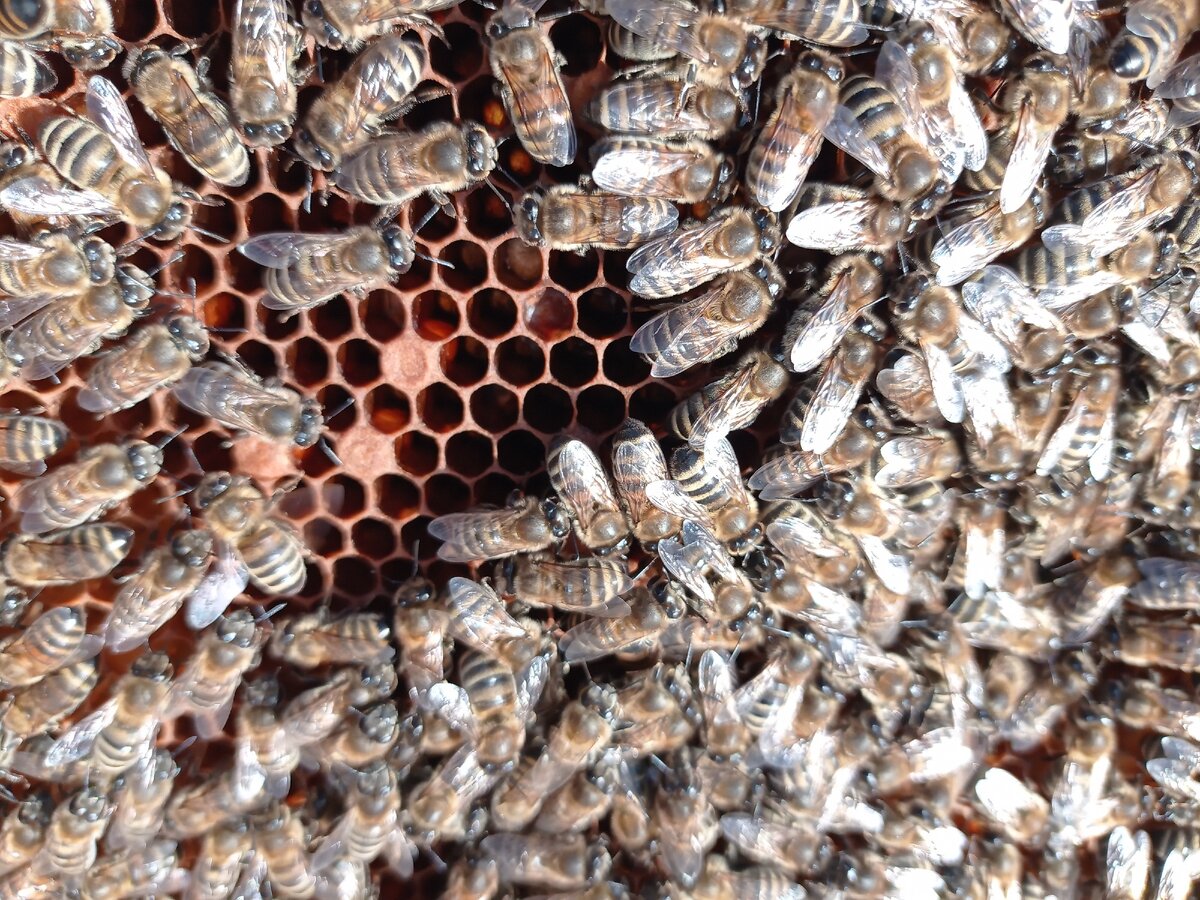 Заглянула к своим девочкам, уже пошел расплод