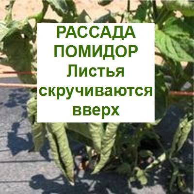 листья помидор скручиваются