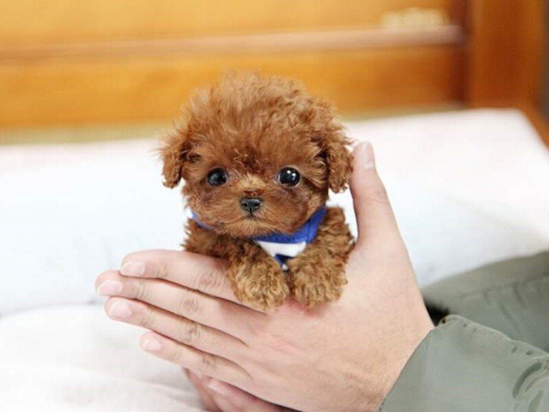 Одна из самых умных и красивых пород собак, однако, когда-то они использовались для охоты. Сегодня они популярны как домашние животные, и лучшая часть заключается в том, что они не сбрасывают мех, как некоторые собаки. Порода бывает в разных размерах: стандартном, миниатюрном и игрушечном. Стандарт имеет высоту 35 до 45 см и весит приблизительно 15 до 19 кг. Миниатюра имеет высоту от 28 до 35 см и вес примерно от 8 до 15 кг. Игрушечный пудель ростом от 26 до 28 см и весит примерно 3 кг.