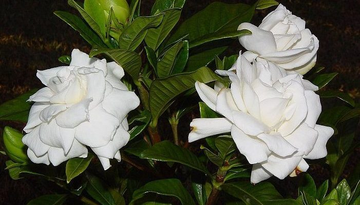 Гардения жасминовидная (лат. Gardenia jasminoides)
