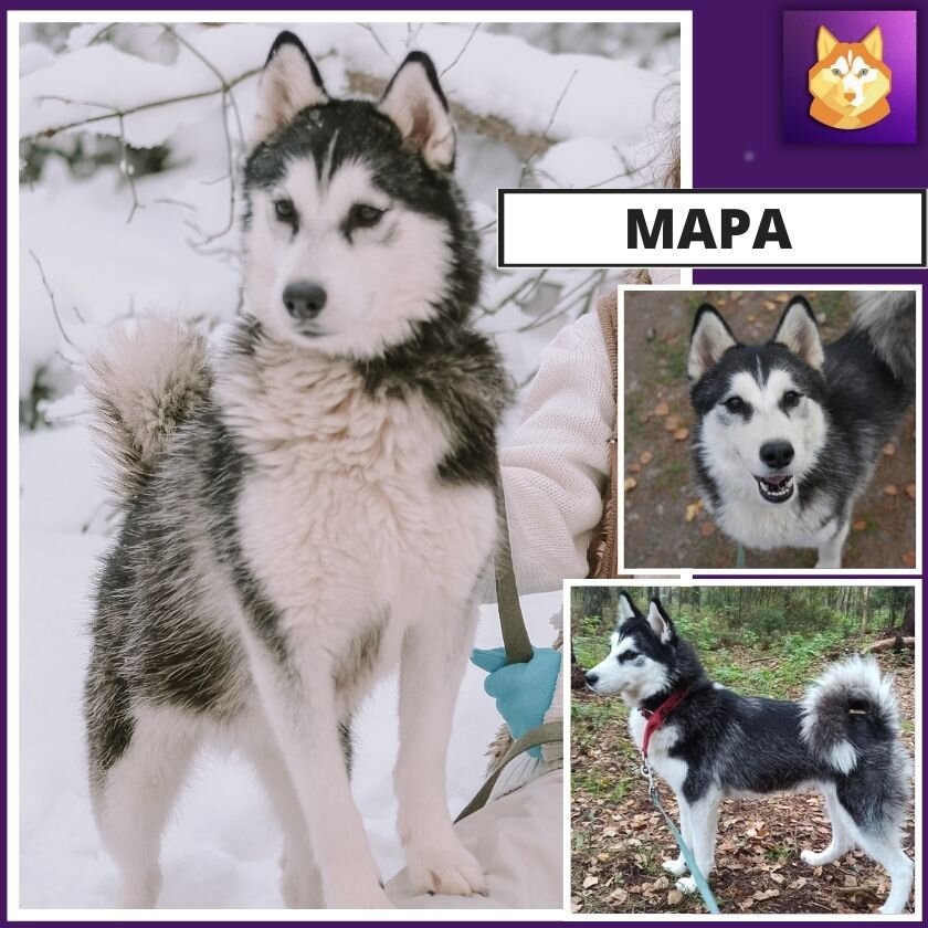 Мара. Найдена без чипа и клейма, хозяева не откликаются. Находится у нас с сентября 20г. Ищет свой новый дом!