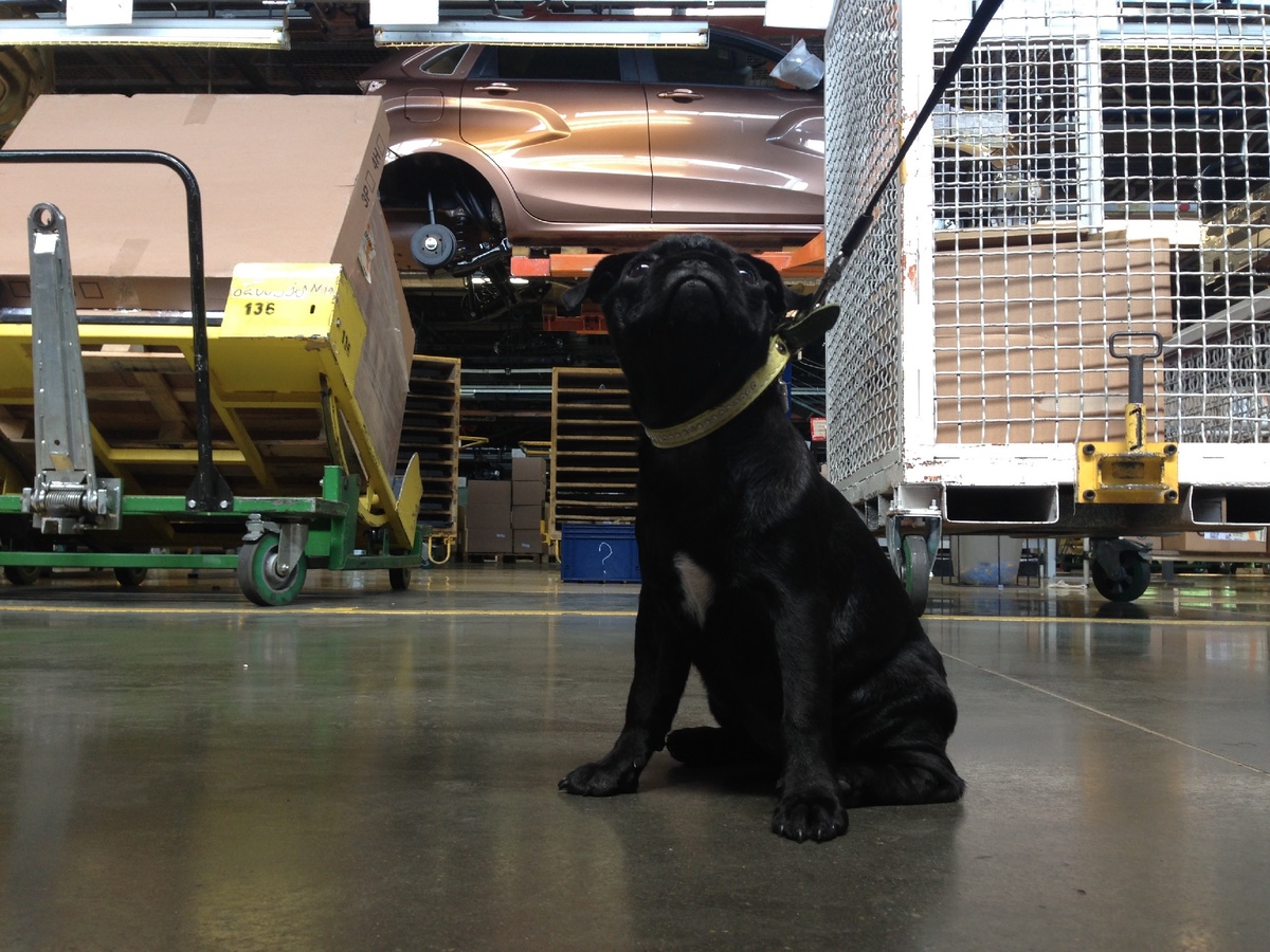 Мопс наблюдает за процессом сборки автомобиля. Фото автора