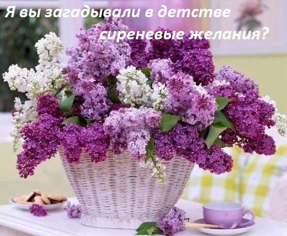 Где же ты, заветный цветок с пятью лепестками?