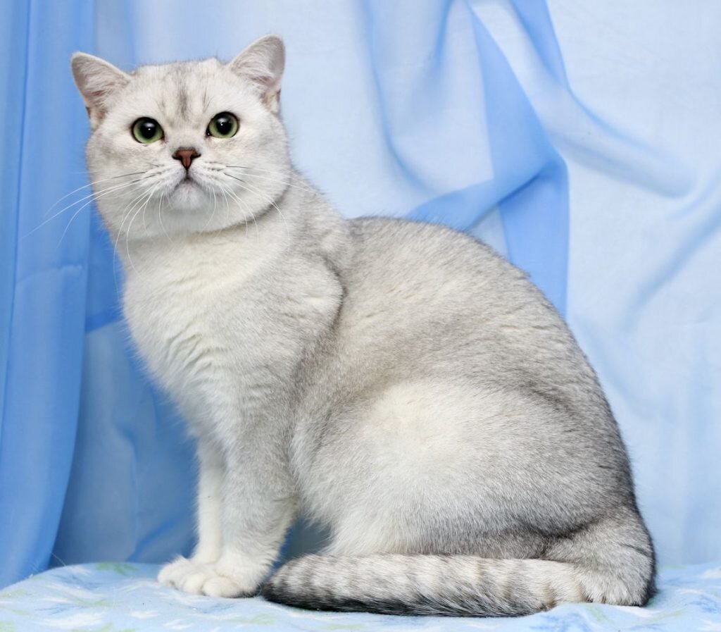 Бурмилла – сравнительно молодая порода кошек, выведенная в Великобритании и ведущая свое начало от бурм и персидских шиншилл. Животные унаследовали яркую внешность обоих предков, а также уникальные дымчатые и затушеванные окрасы.