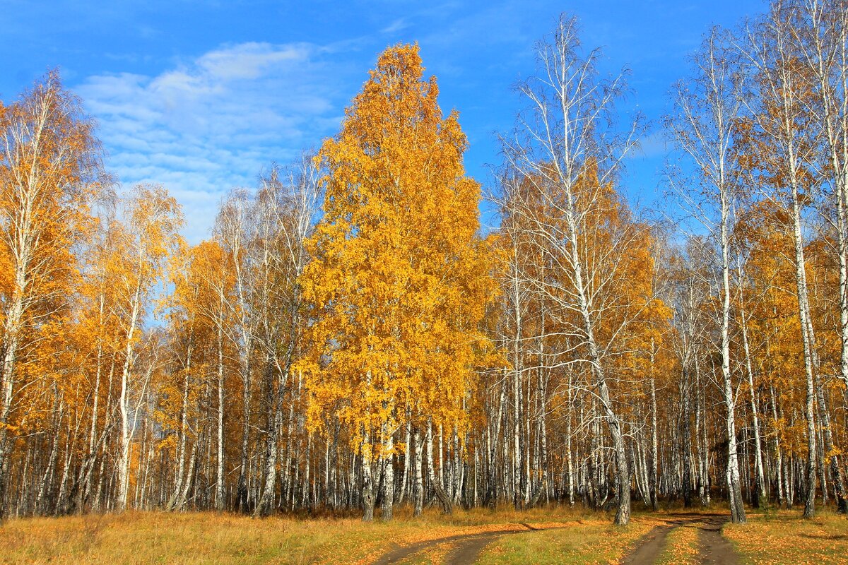 Золотая осень – пожалуй, лучшее время для таких экспедиций. Даже если ничего не найдёшь, получишь удовольствие от прогулки по осеннему лесу