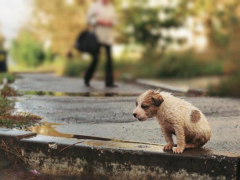 Фото с сервиса Яндекс картинки для иллюстрации