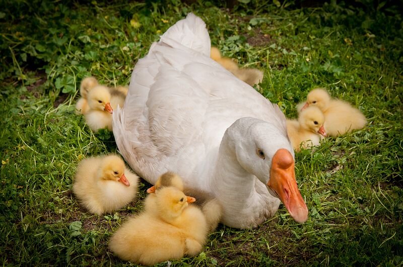 фото с интернета 