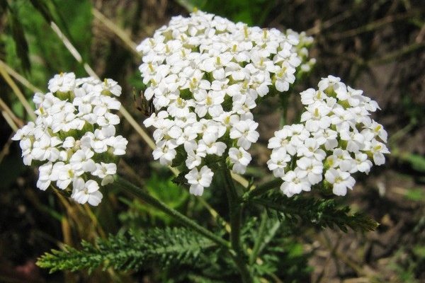 Тысячелистник (лат. Achillea)
