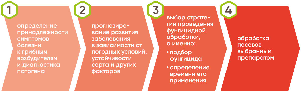 Рис. 1. Алгоритм фунгицидной защиты зерновых. Фото: agroex.ru