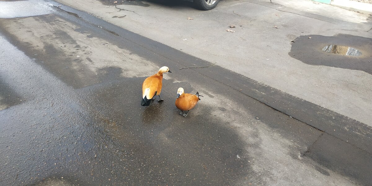 Яркое пятно весны!