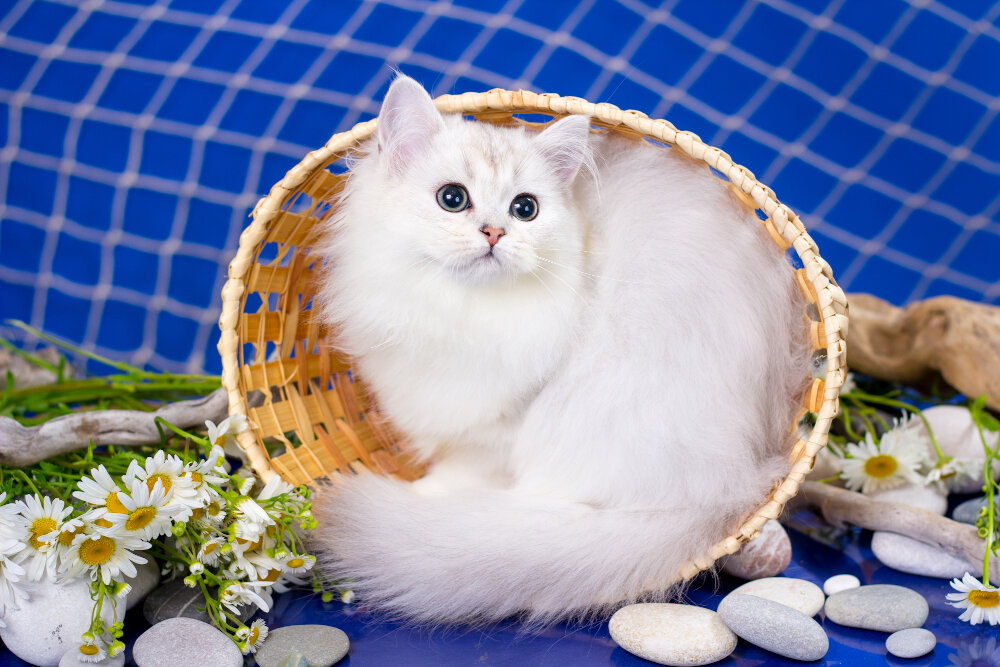 Кошка из питомника SnowDance - Хонако