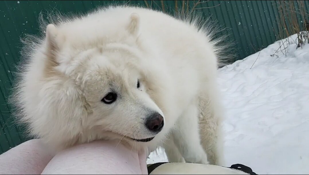 Дружелюбие и социабельность