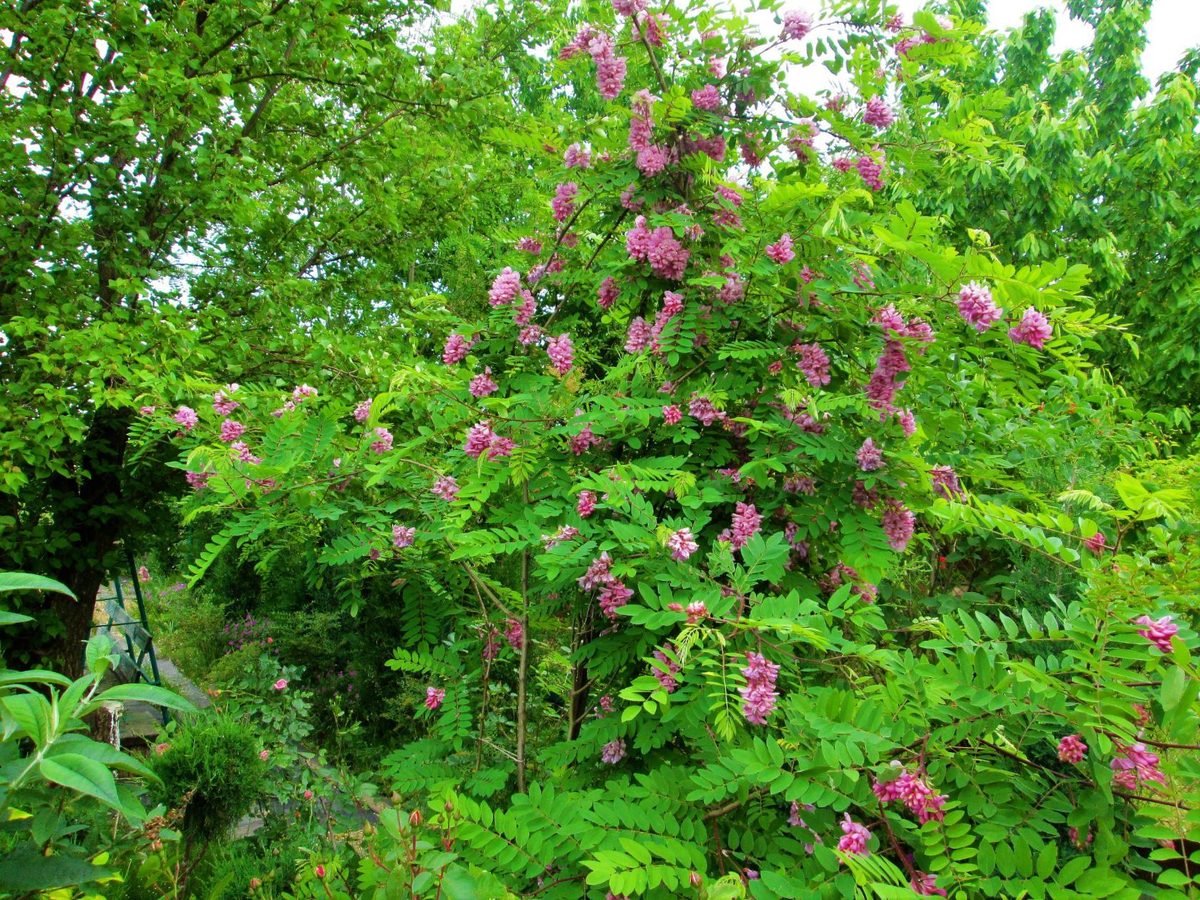 Акация — роскошная красавица с махровыми цветами