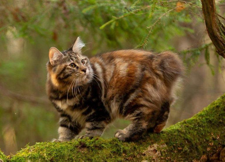 Бобтейл: Бесхвостый кот с жаждой приключений. Порода, которую нужно выгуливать, как собак!1
