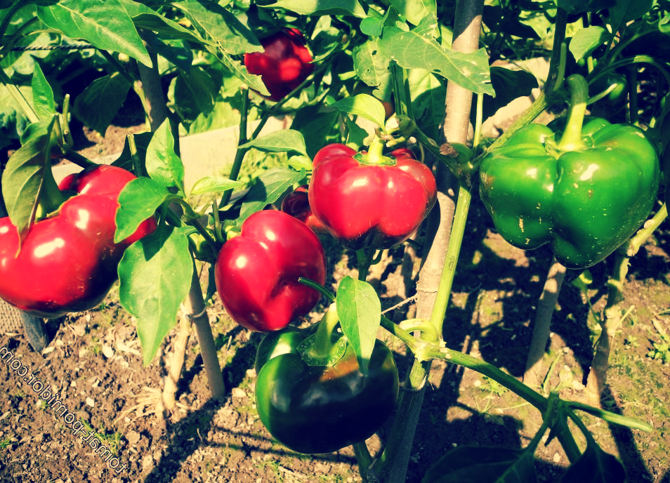 "Ратунда" на кустах.