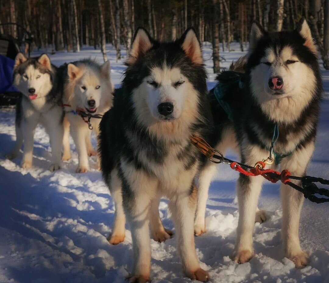 На фото  #huskybeat_кошка   #huskybeat_эйчпибакстер   #huskybeat_драйв   #huskybeat_дельфин