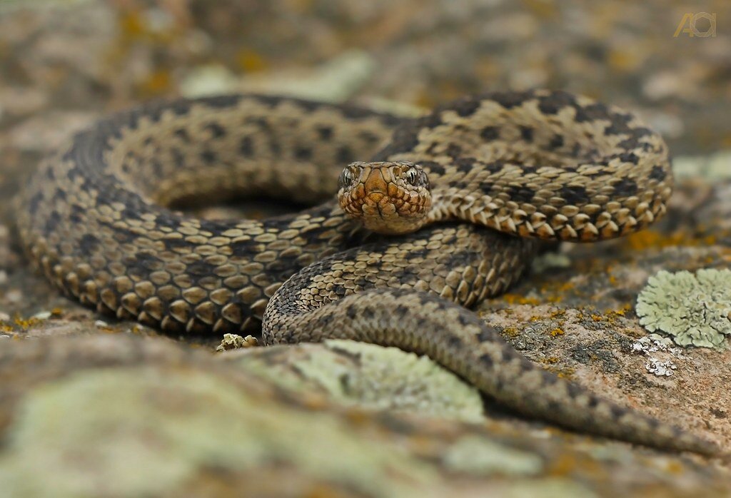 Змеи армении. Engerek. Snakes in Steppe.