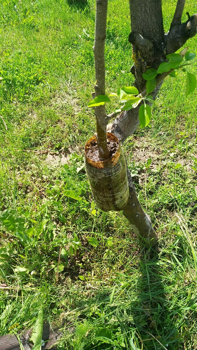 Бутылку от кваса надел на ветку. 
