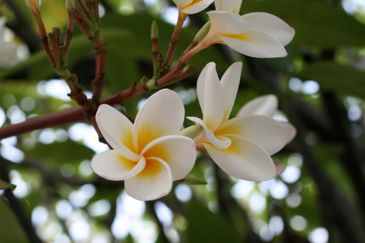 В Ваилуку (штат Гавайи)