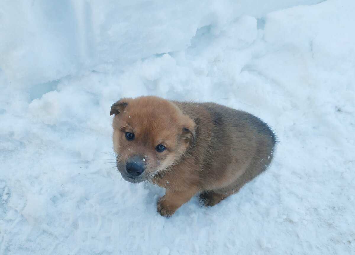 Щенки несмотря ни на что очень милые и упитанные