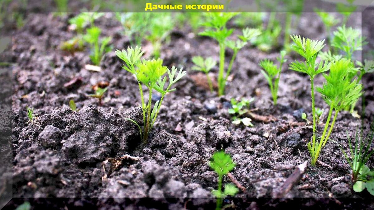 Как подготовить семена моркови чтобы быстро взошли. Всходы моркови. Улучшить всхожесть моркови. Подготовка семян моркови к посеву. .Подготовка семян к посеву, посеву марковь