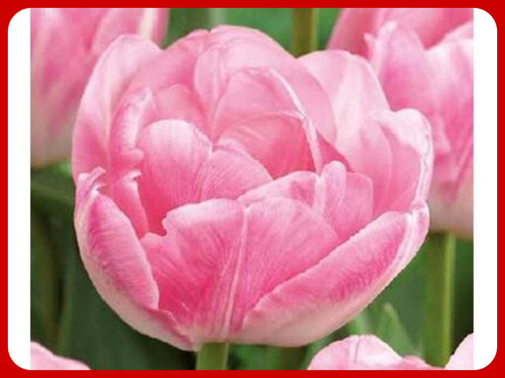 Тюльпаны Уайт Марвел: особенности сорта, тонкости посадки и выращивания, отзывы