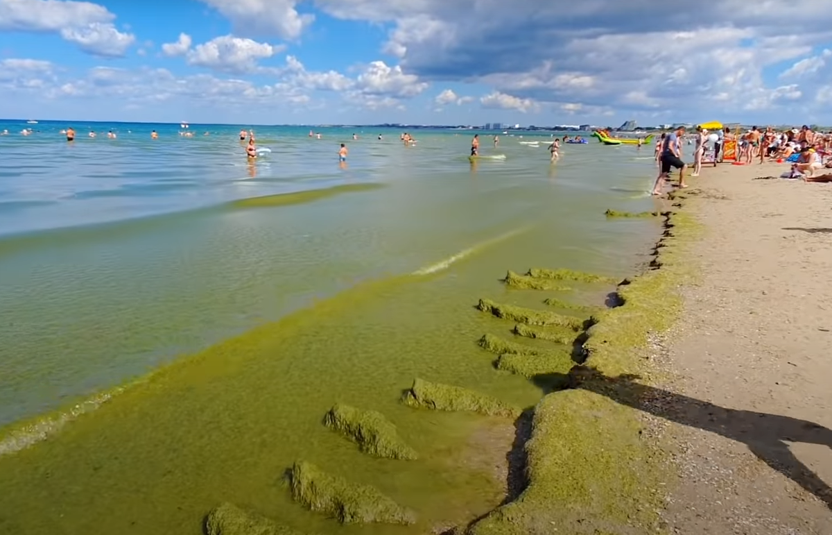 Водоросли в анапе. Витязево море цветет. Цветущее море в Анапе. Анапа море цветет фото. Когда цветет море в Анапе Витязево.