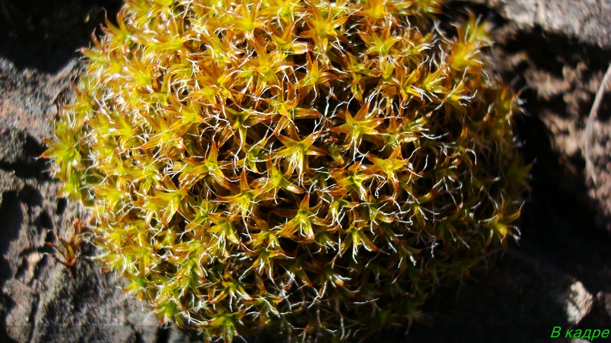 Похож на небольшой кактус