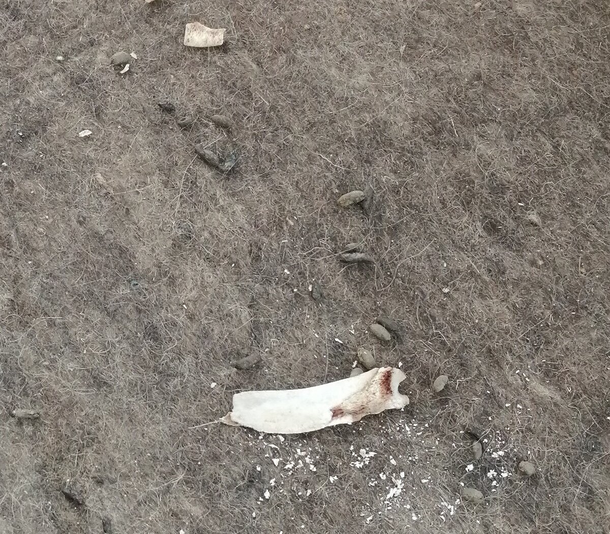 Увеличенный вид "какашек" и кости