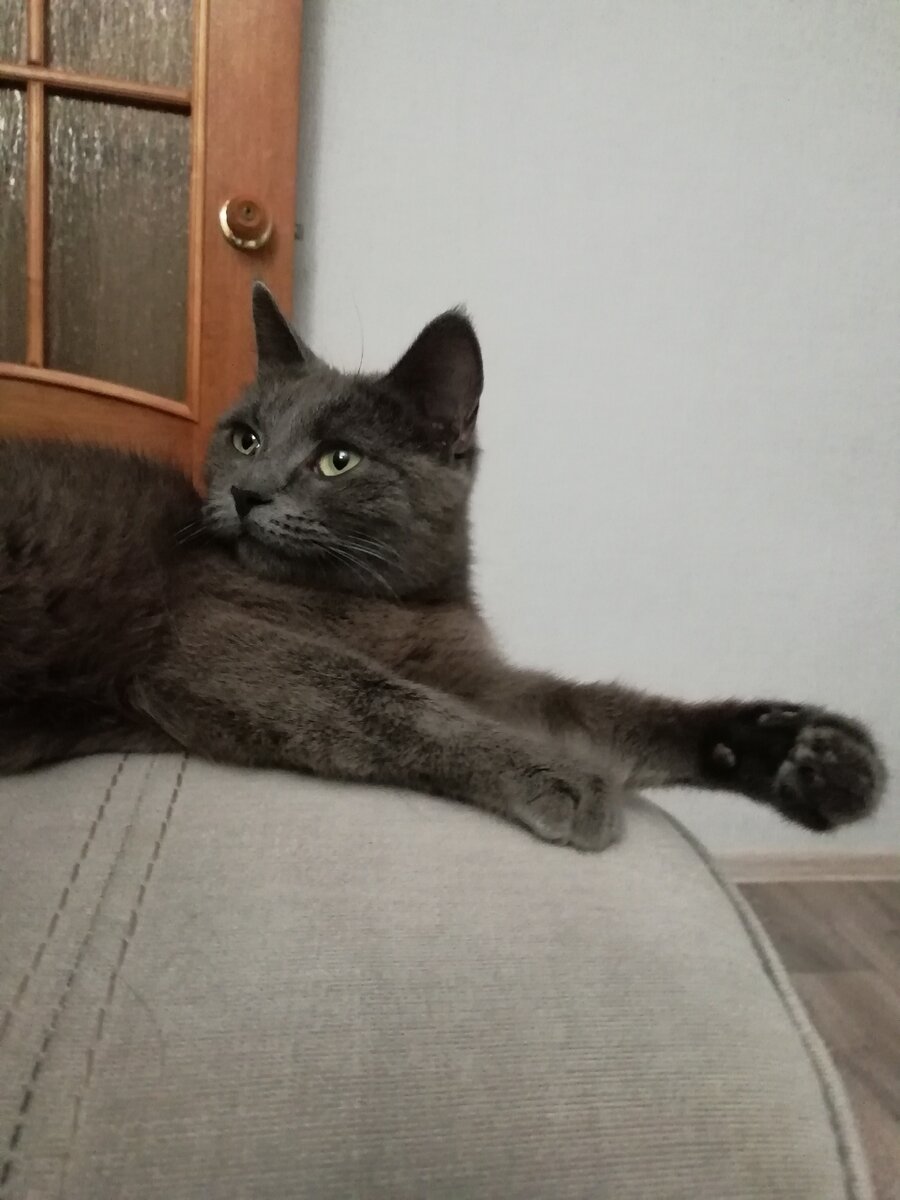 Кошечке нужен дом