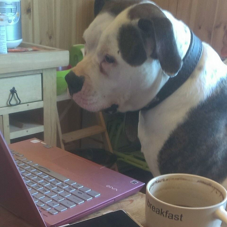 Фионка дома) за любимым занятием - смотрит мультики! Фото автора.