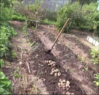 Посадка картофеля в гребни способствует увеличению урожая