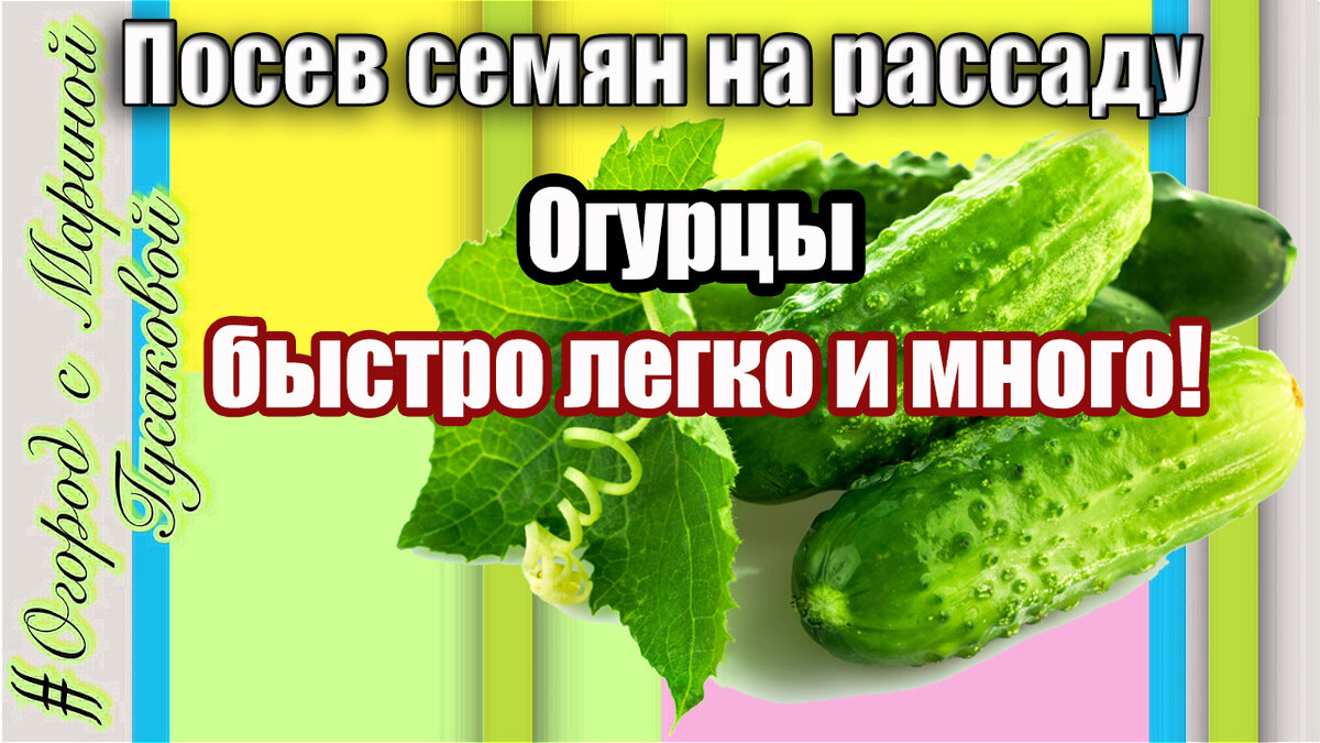 ОГУРЦЫ посев семян на рассаду в кассеты 🍀  Сажаем огурцы очень быстро просто без заморочек